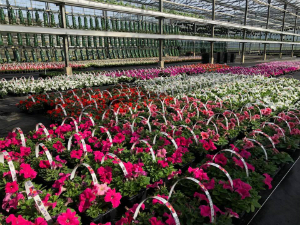 tuincentrum breda tuincentrum breda