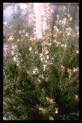 Fabaceae