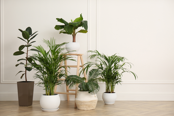 Kamerplanten | GroenRijk Prinsenbeek